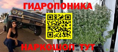 крисы Гай