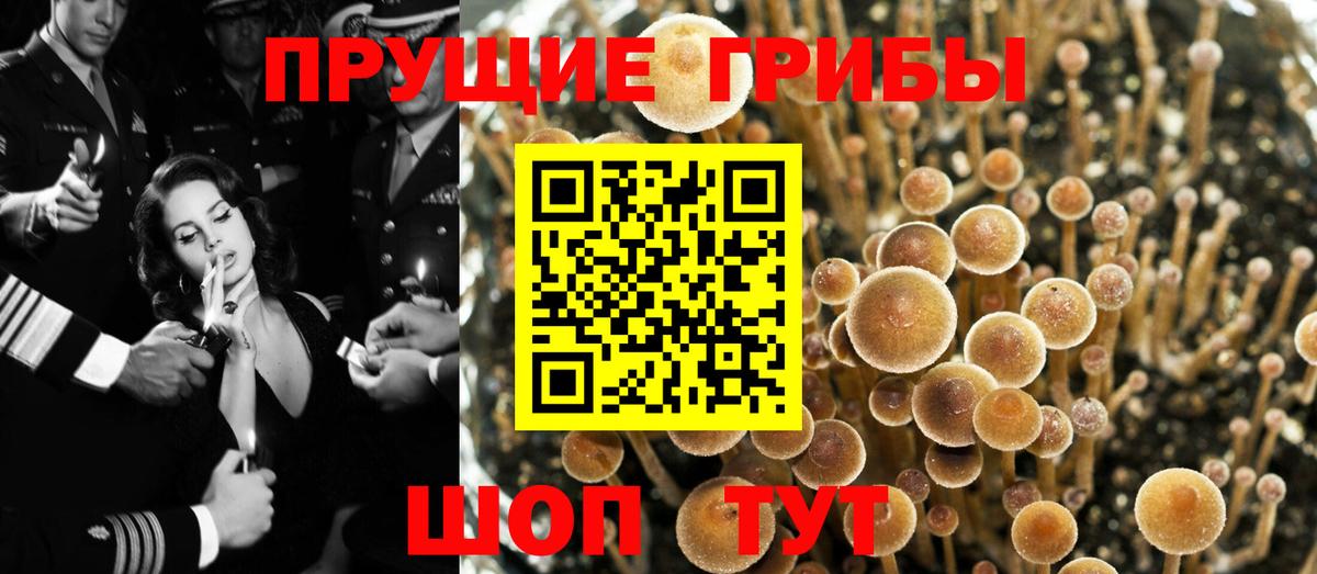 Псилоцибиновые грибы Psilocybe Лесосибирск